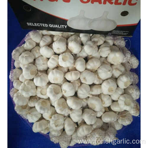 Jinxiang Pure White Garlic Best Quality 2019